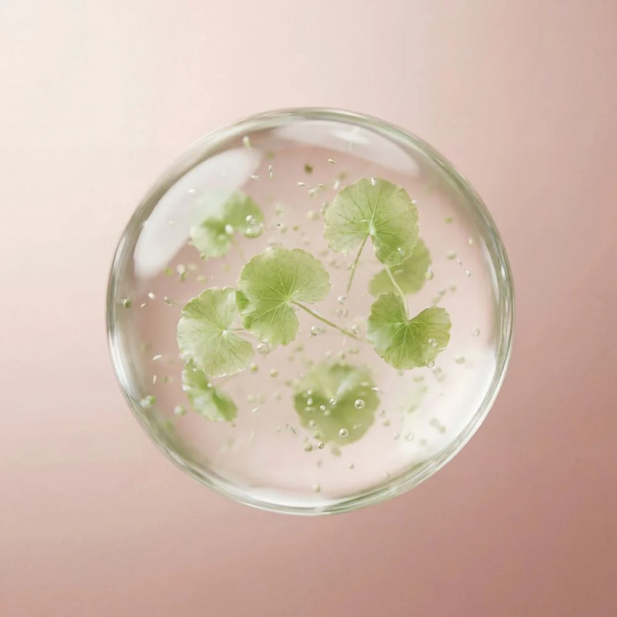 Asiatischer Wassernabel